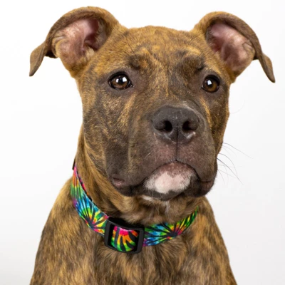 Country Brook Petz 1 1/2 Inch Deluxe Tie Dye Stripes Dog Collar 3 Country Brook Petz 1 1/2 Inch Deluxe Tie Dye Stripes Dog Collar