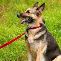 Country Brook Petz American Made Deluxe Nylon Dog Collar -Pet Supplies Online GUEST 05789124 5389 4b4d b1a5 550ee113b4cc