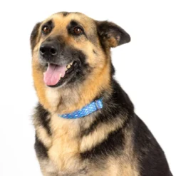 Country Brook Petz - Mermaid Scales Martingale Dog Collar -Pet Supplies Online GUEST 06c862d3 a366 4659 b826 3299cfa646d6