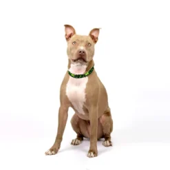 Country Brook Petz Clovers In The Wind Martingale Dog Collar -Pet Supplies Online GUEST 090d4fc7 9dcc 4a0b 8a6c f35d1601d0f9