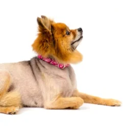 Country Brook Petz Pink Bone Camo Martingale Dog Collar -Pet Supplies Online GUEST 0a0b1f4a 9617 4dc7 9409 6feb1ff139dc