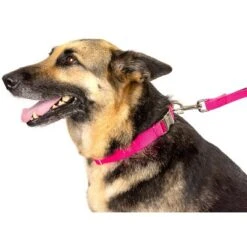 Country Brook Petz Premium Nylon Dog Collar 23 Country Brook Petz Premium Nylon Dog Collar -Pet Supplies Online GUEST 0a6e44eb 0a6c 4ddc 8e0a 2fefc4711a15