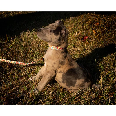 Country Brook Design® Deluxe Dog Collar - Awesome Autumn Collection - Made In The U.S.A. 4 Country Brook Design® Deluxe Dog Collar - Awesome Autumn Collection - Made In The U.S.A. - Image 2