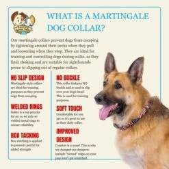 Country Brook Petz HossFit Jr Wide Martingale Dog Collar - Americana Collection 11 Country Brook Petz HossFit Jr Wide Martingale Dog Collar - Americana Collection -Pet Supplies Online GUEST 0c34968a 4391 46d7 aabb 95f919d453ea