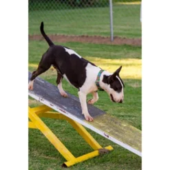 Country Brook Petz Tie Dye Stripes Martingale Dog Collar -Pet Supplies Online GUEST 0d4e7b7a 0658 4735 ac53 4c911aa77136