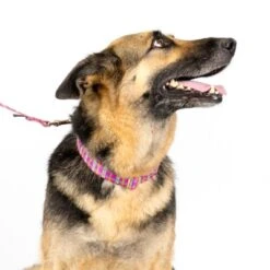 Country Brook Petz Premium Bubblegum Pink Plaid Dog Collar And Leash -Pet Supplies Online GUEST 0f11644c b475 4e6c acd0 9a3168fb5f6c