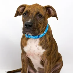 Country Brook Petz Blue Bone Camo Martingale Dog Collar -Pet Supplies Online GUEST 1050eb90 c821 487c a1d9 d3ca959c130a