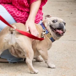 Country Brook Petz Signature Dog Collar Collection -Pet Supplies Online GUEST 133666f9 ae60 4065 b5b2 48e560138013