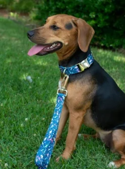 Country Brook Petz Premium Dinosaurs Dog Collar -Pet Supplies Online GUEST 13bb5af6 7179 40fe b77f dc1306fbd612