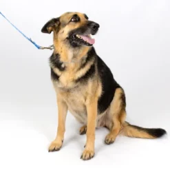 Country Brook Petz Deluxe Mermaid Scales Dog Collar - Made In The U.S.A. (1 Inch, Large) -Pet Supplies Online GUEST 1499e1f6 de34 4d01 b6fe 50815db8face 1