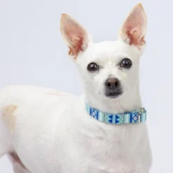 Country Brook Petz Premium Snowy Pines Dog Collar