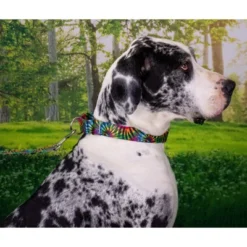 Country Brook Petz Tie Dye Stripes Martingale Dog Collar -Pet Supplies Online GUEST 16c2cb3c 8d0a 4005 bc60 b952754de0fc