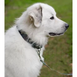 Country Brook Petz Woodland Camo Martingale Dog Collar And Leash -Pet Supplies Online GUEST 1759c306 d8cb 4f5d a53a e1ccabd6a011 1