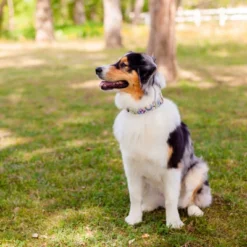 Country Brook Petz 1 1/2 Inch Deluxe Yellow Boho Mandala Dog Collar -Pet Supplies Online GUEST 1a523149 511c 48b3 af00 14a8ceee79d1 1