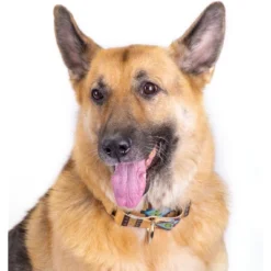 Country Brook Petz Native Arizona Martingale Dog Collar -Pet Supplies Online GUEST 1c8b38be 47e3 4d23 8a59 bdb5a15bbd0f