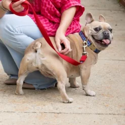 Country Brook Petz Signature Dog Collar Collection -Pet Supplies Online GUEST 1c9322a8 b12c 441e b321 b373fd4158d9