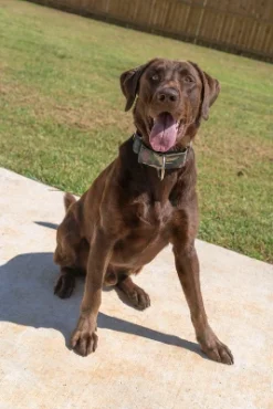 Country Brook Petz 1 1/2 Inch Woodland Camo Martingale Dog Collar