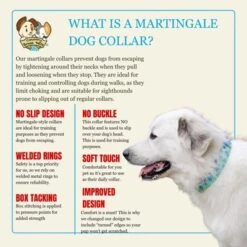 Country Brook Petz HossFit Jr Wide Martingale Dog Collar - Spring Collection -Pet Supplies Online GUEST 1ed76aee 5184 4b14 bfc4 75cfcec983e4