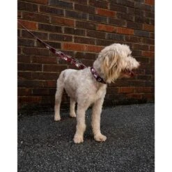 Country Brook Petz Deluxe Dog Collar - Sports And Athletics Collection - Made In The U.S.A. -Pet Supplies Online GUEST 1fc5b9f2 f137 4479 97fe c6144555c3a0