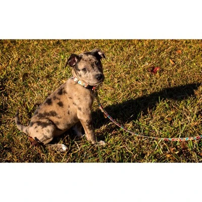 Country Brook Design® Deluxe Dog Collar - Awesome Autumn Collection - Made In The U.S.A. 3 Country Brook Design® Deluxe Dog Collar - Awesome Autumn Collection - Made In The U.S.A.