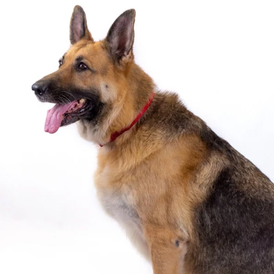 Country Brook Petz Premium Nylon Dog Collar 9 Country Brook Petz Premium Nylon Dog Collar - Image 7