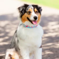 Country Brook Petz HossFit Jr Wide Deluxe Dog Collar - Spring Collection -Pet Supplies Online GUEST 22c1d788 3229 4ff4 bae9 24a083394cb8