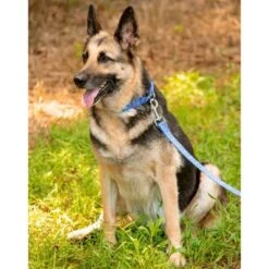 Country Brook Petz - Mermaid Scales Martingale Dog Collar -Pet Supplies Online GUEST 23907000 6c53 4d31 9c9d 498bf1399385