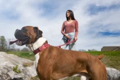 Country Brook Petz Red Bandana Martingale Dog Collar -Pet Supplies Online GUEST 262279e2 e57f 4ff6 9a24 e424309f7d6c 1