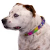 Country Brook Petz Paint Splatter Martingale Dog Collar -Pet Supplies Online GUEST 269a2a47 deb2 4bd1 b577 80f07c70d1f5