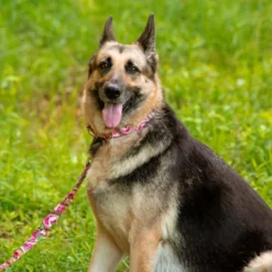 Country Brook Petz HossFit Jr Wide Premium Dog Collar - Paisley Collection (Pink Paisley, Medium) 13 Country Brook Petz HossFit Jr Wide Premium Dog Collar - Paisley Collection (Pink Paisley, Medium) -Pet Supplies Online GUEST 28cf8dd7 03ed 4295 988e 7ac400c6a5f8