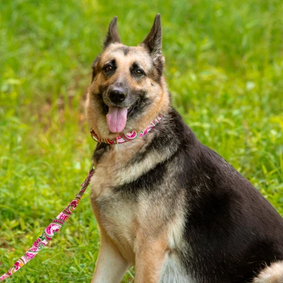 Country Brook Petz HossFit Jr Wide Premium Dog Collar - Paisley Collection (Pink Paisley, Medium) 4 Country Brook Petz HossFit Jr Wide Premium Dog Collar - Paisley Collection (Pink Paisley, Medium) - Image 2