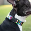 Country Brook Petz 1 1/2 Inch Deluxe Rainbow Hearts Dog Collar -Pet Supplies Online GUEST 3141901b 8b72 475b adab a01d4accb877