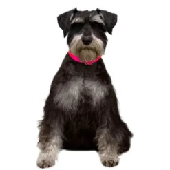 Country Brook Petz Premium Nylon Dog Collar 26 Country Brook Petz Premium Nylon Dog Collar -Pet Supplies Online GUEST 34cb9c11 fdb9 4fef b438 ed71d09d630f