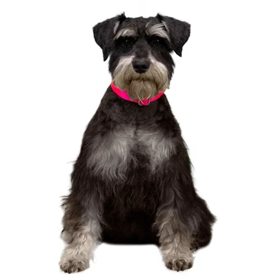 Country Brook Petz Premium Nylon Dog Collar 14 Country Brook Petz Premium Nylon Dog Collar - Image 12