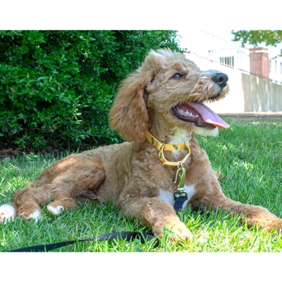 Country Brook Design - Busy Bee Martingale Dog Collar 3 Country Brook Design - Busy Bee Martingale Dog Collar