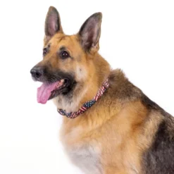 Country Brook Petz Patriotic Tribute Martingale Dog Collar And Leash -Pet Supplies Online GUEST 39269b1b 75d7 4672 bfb3 48c54d0e0c1a 2