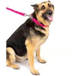 Country Brook Petz Premium Nylon Dog Collar 24 Country Brook Petz Premium Nylon Dog Collar -Pet Supplies Online GUEST 3d6a467c f8de 49a1 9707 e85ff0843197