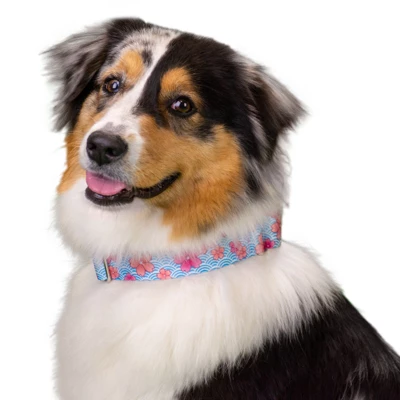 Country Brook Petz HossFit Jr Wide Premium Dog Collar - Spring Collection 10 Country Brook Petz HossFit Jr Wide Premium Dog Collar - Spring Collection - Image 8