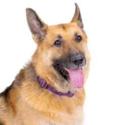 Country Brook Petz Purple Paisley Martingale Dog Collar -Pet Supplies Online GUEST 42741355 a3d2 428a 909c e6badf2ed1ff