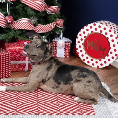 Country Brook Petz HossFit Jr Wide Martingale Dog Collar - Plaid And Argyle Collection 5 Country Brook Petz HossFit Jr Wide Martingale Dog Collar - Plaid And Argyle Collection - Image 3