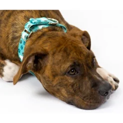 Country Brook Petz Oh My Dog Martingale Dog Collar -Pet Supplies Online GUEST 45f547f6 877a 42e5 a8f2 056baef6be2c 1