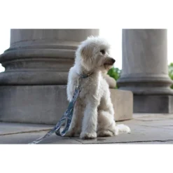 Country Brook Petz Premium Mountain Viper Camo Dog Collar