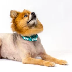 Country Brook Petz Oh My Dog Martingale Dog Collar -Pet Supplies Online GUEST 4b7aa9c5 21db 4deb 9f39 6ef2bba87b03