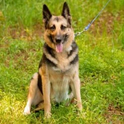 Country Brook Petz - Mermaid Scales Martingale Dog Collar -Pet Supplies Online GUEST 4c7a6fb2 cb8d 4510 bd00 e46b3ddf4ff8