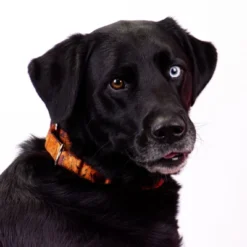 Country Brook Petz Orange Sunset Camo Martingale Dog Collar -Pet Supplies Online GUEST 4d3f0a6a c295 4019 aa40 091b9f0a1bed 1