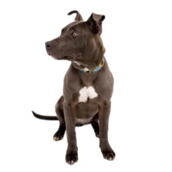 Country Brook Petz Sunflowers Martingale Dog Collar 10 Country Brook Petz Sunflowers Martingale Dog Collar -Pet Supplies Online GUEST 4e2cebe6 7178 4df8 944d 7f3c62875b7d