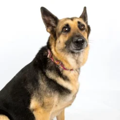 Country Brook Petz 1 1/2 Inch Premium Pink Paisley Dog Collar -Pet Supplies Online GUEST 521f073c fcd3 4372 b02b 62dd96c649f5 1