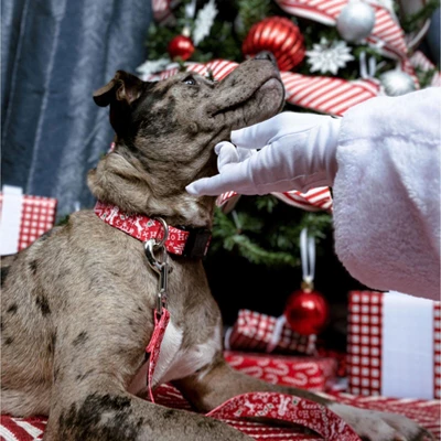 Country Brook Petz Deluxe Ho Ho Ho Dog Collar And Leash 4 Country Brook Petz Deluxe Ho Ho Ho Dog Collar And Leash - Image 2