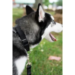 Country Brook Petz® 5/8 Inch Nylon Dog Leash