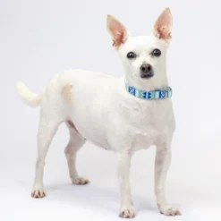 County Brook Petz Premium Dog Collar And Leash - Christmas Collection -Pet Supplies Online GUEST 57a69d01 3058 4c13 b883 3b517e735303 3